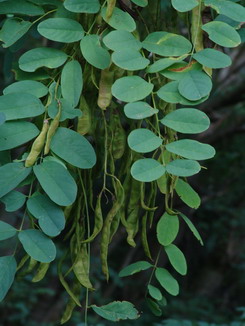 Robinia pseudoacacia, Färberpflanze